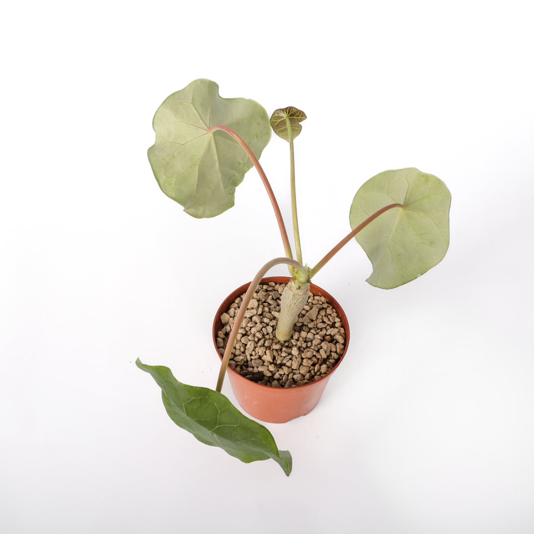 Jatropha podagrica Ø 10,5 cm