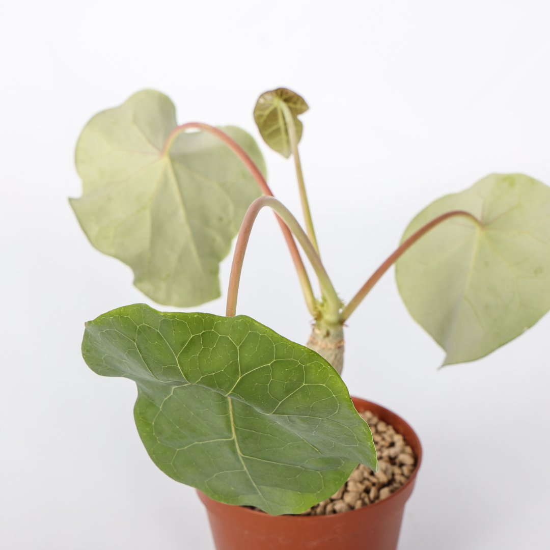 Jatropha podagrica Ø 10,5 cm