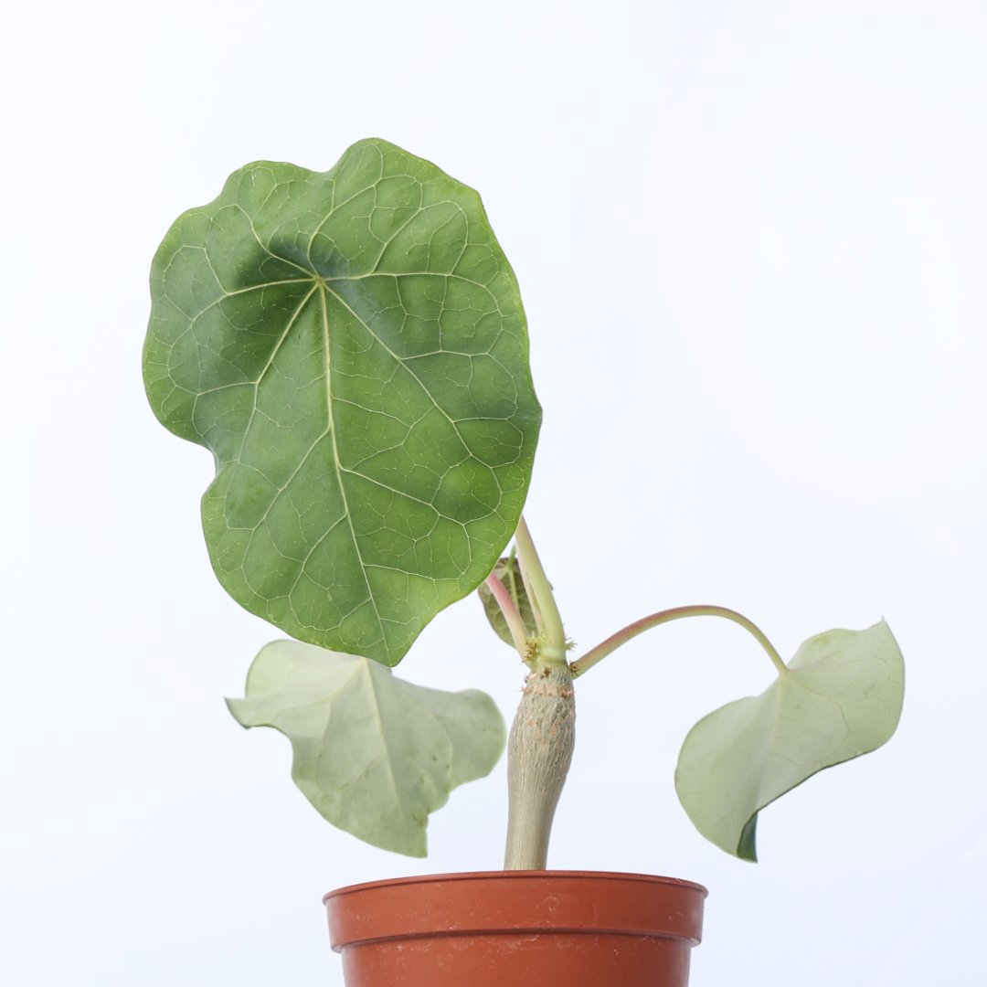 Jatropha podagrica Ø 10,5 cm