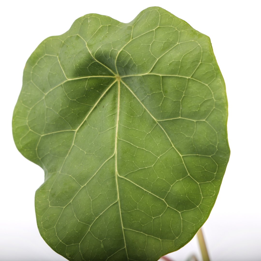 Jatropha podagrica Ø 10,5 cm