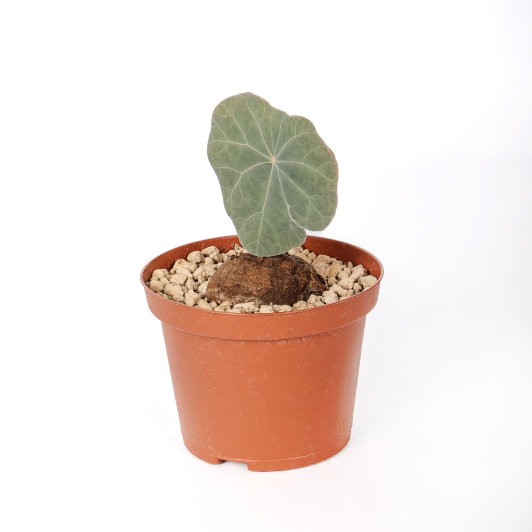 Stephania kaweesakii Ø 10,5 cm