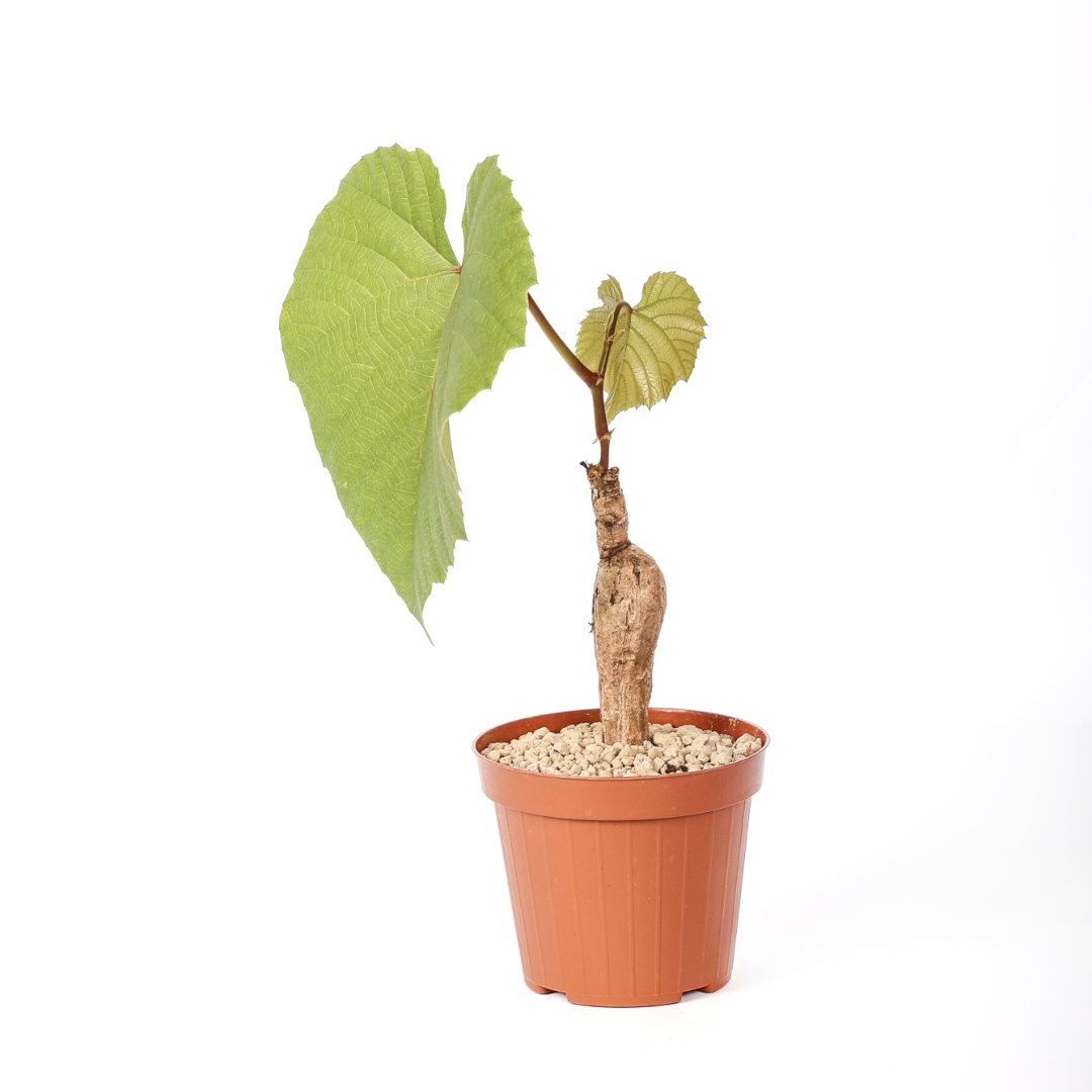Ampelocissus Ø 12 cm