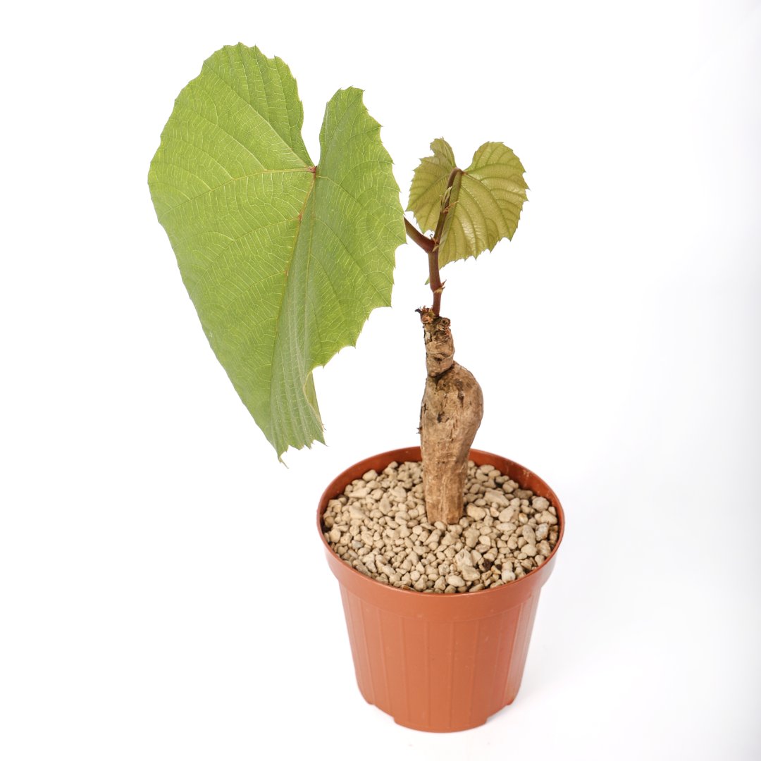 Ampelocissus Ø 12 cm
