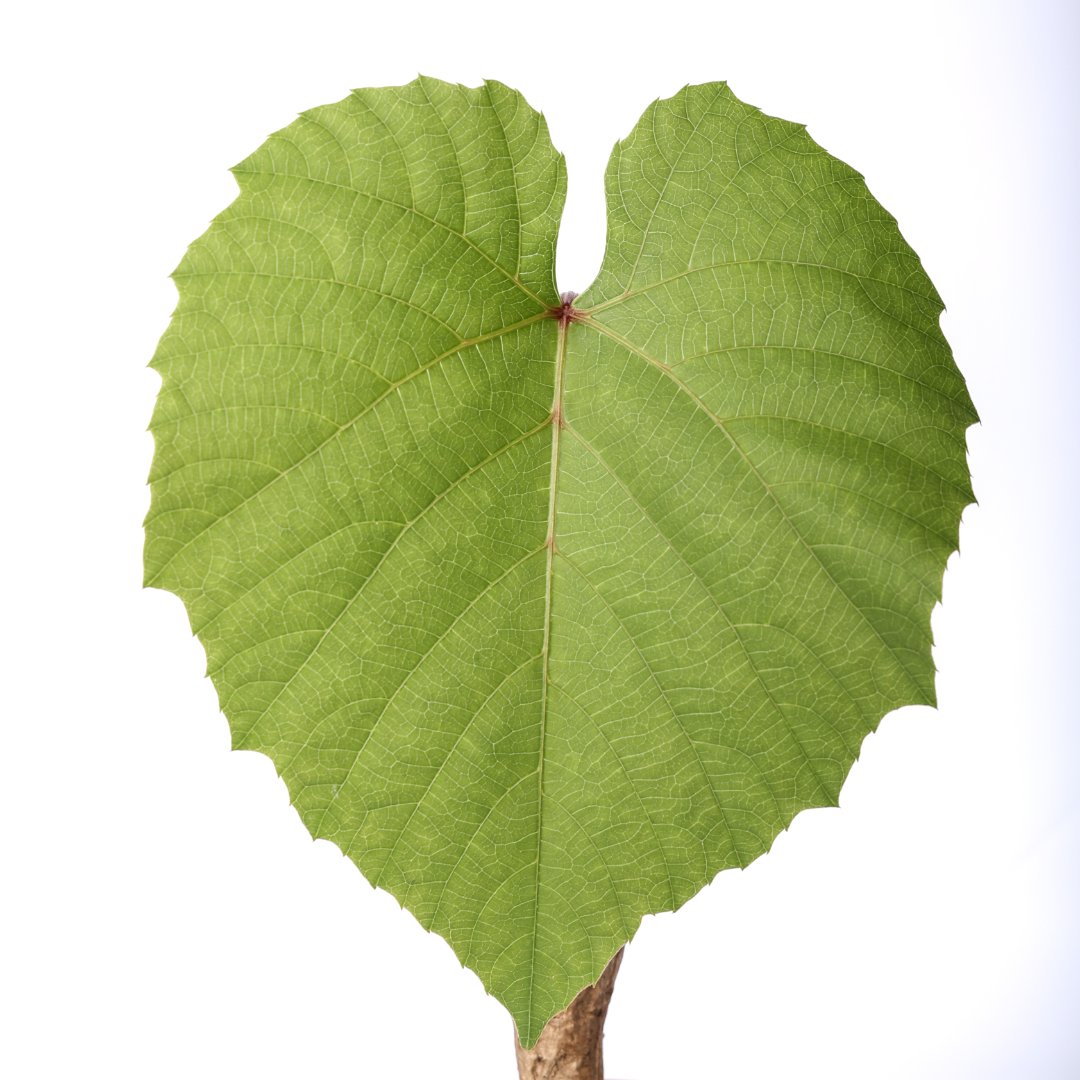 Ampelocissus Ø 12 cm