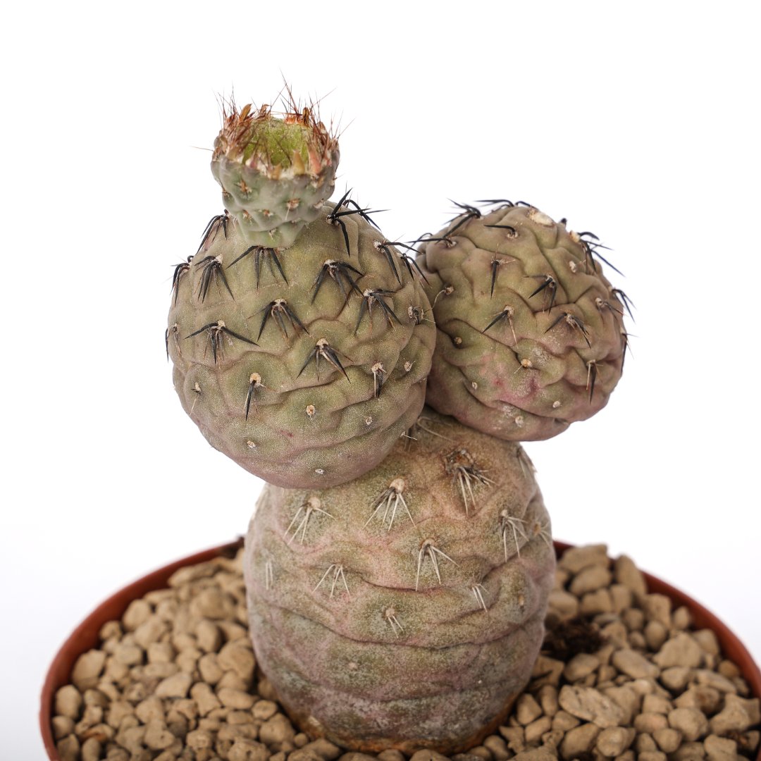 Tephrocactus geometricus 'Pink' 3 palle Ø 12 cm Tephrocactus geometricus 'Pink' 3 palle Ø 12 cm