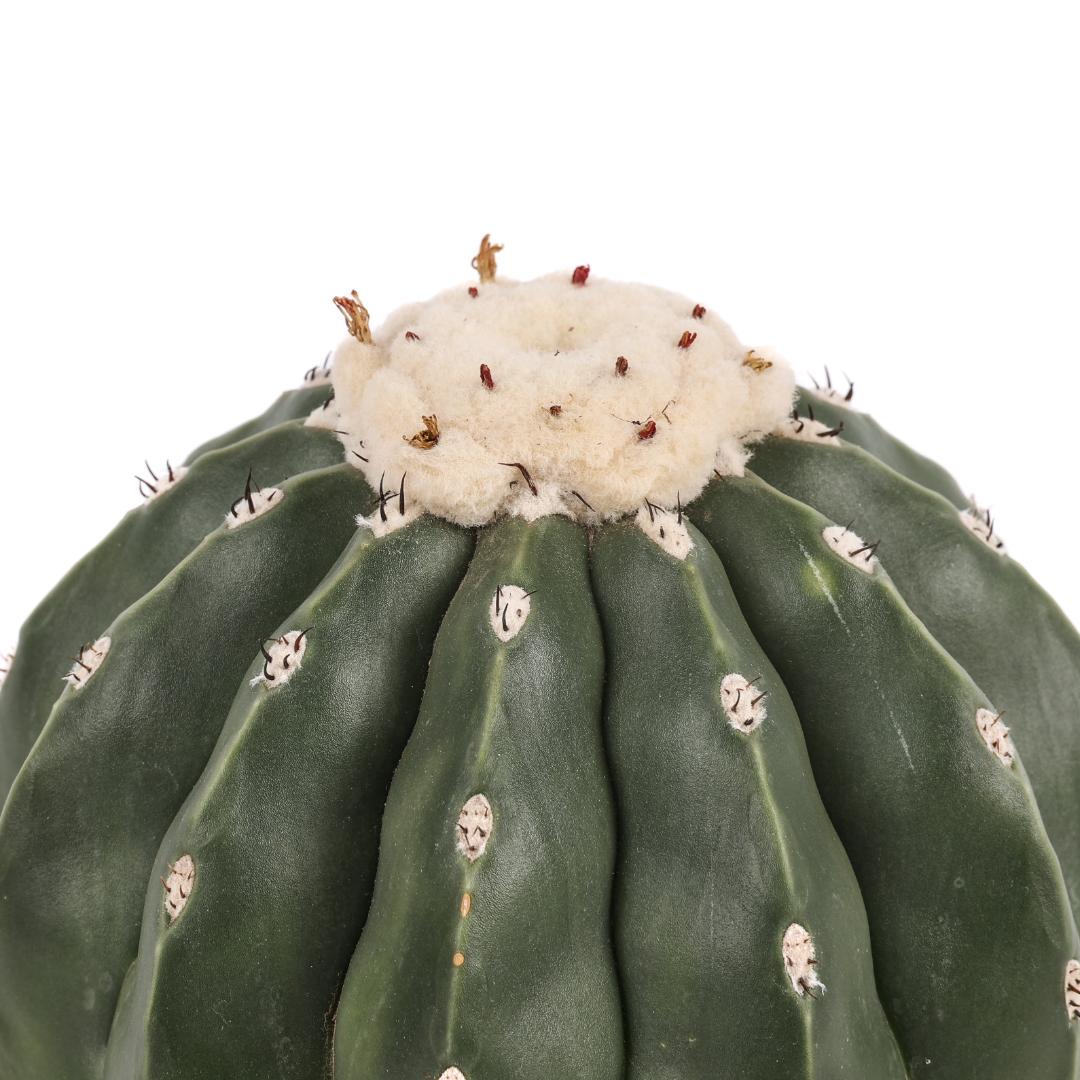 Melocactus maxonii nudum Ø 17
