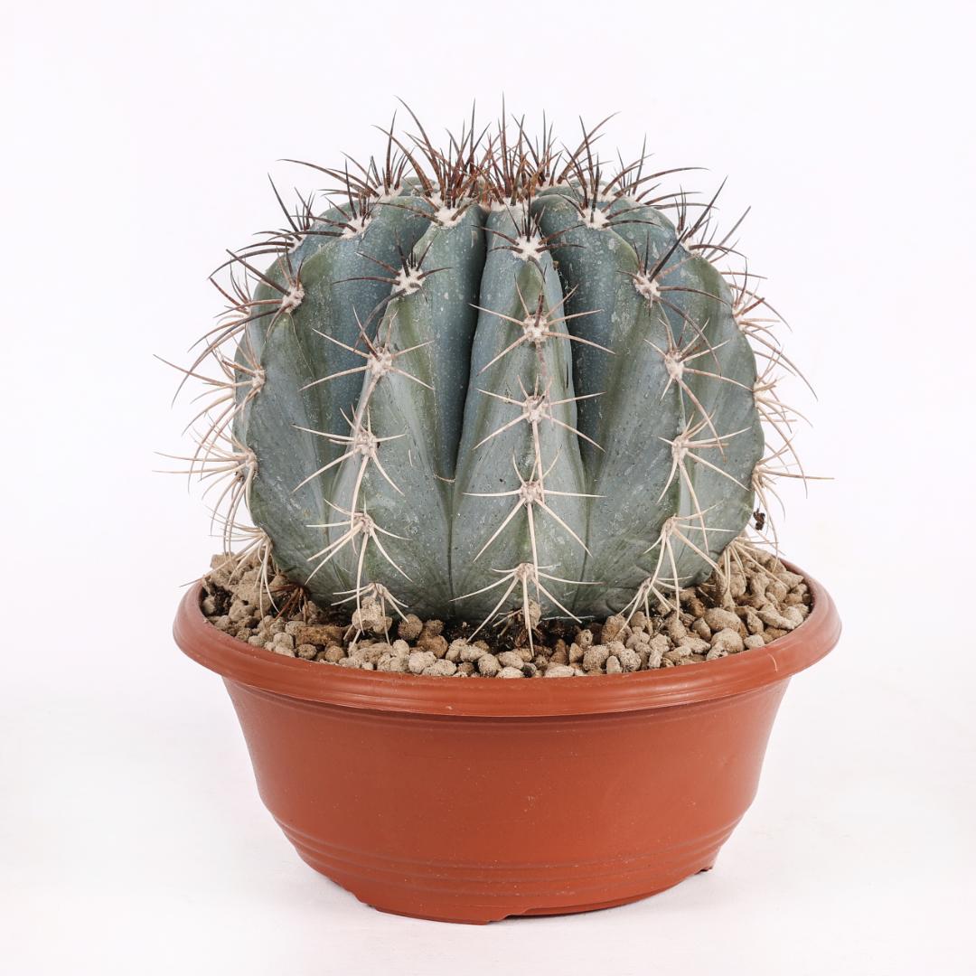 Melocactus azureus Ø 17
