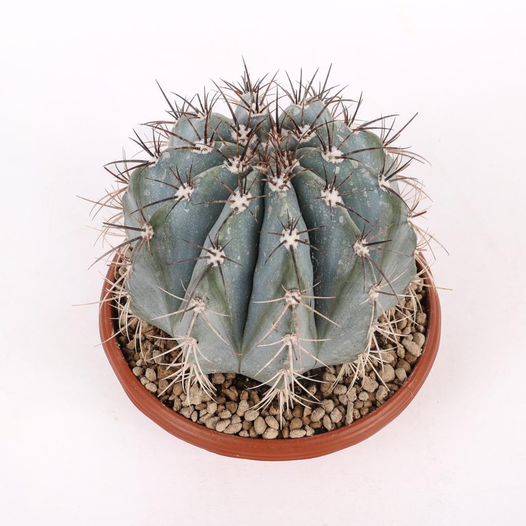 Melocactus azureus Ø 17