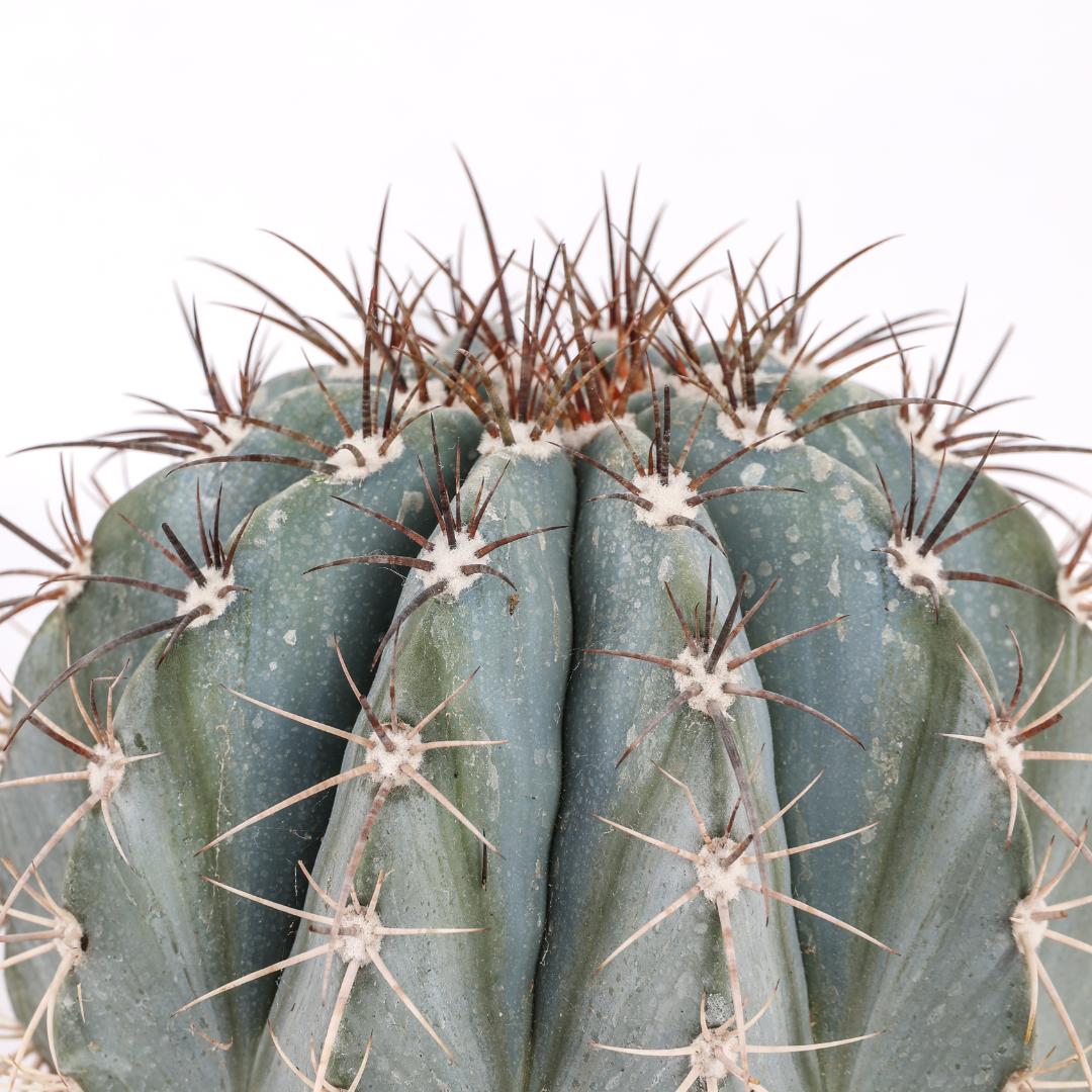 Melocactus azureus Ø 17