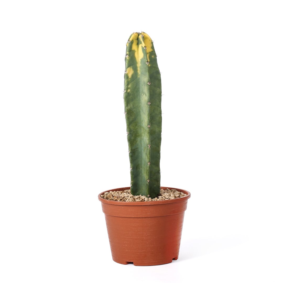 Cereus hildemannianus variegato 'Bruno' Ø 18 cm