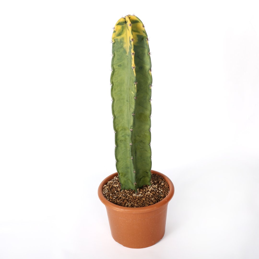 Cereus hildemannianus variegato 'Bruno' Ø 20 cm