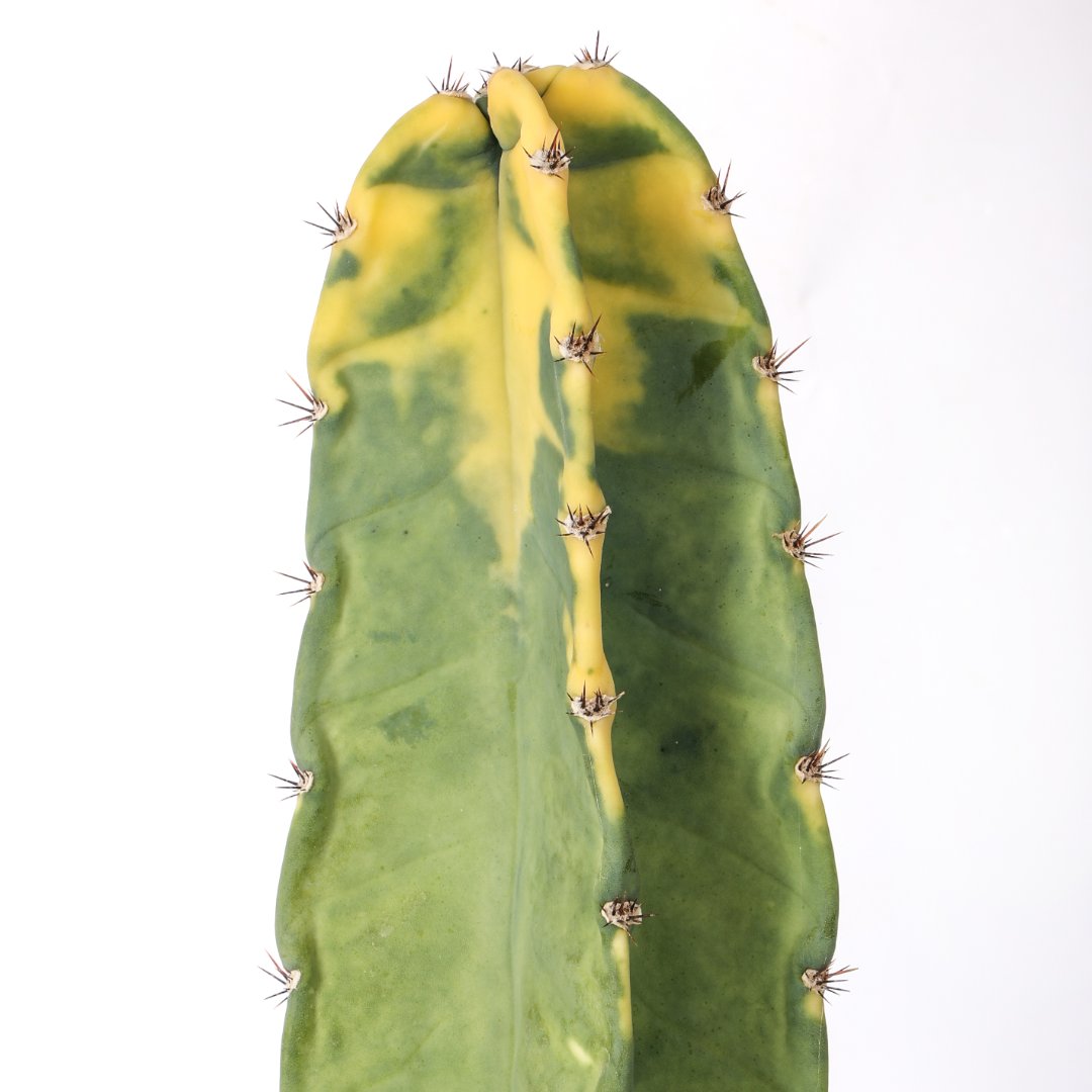 Cereus hildemannianus variegato 'Bruno' Ø 20 cm