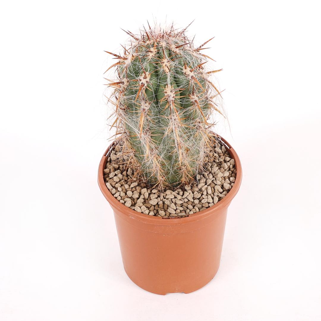 Oreocereus trollii Ø 17