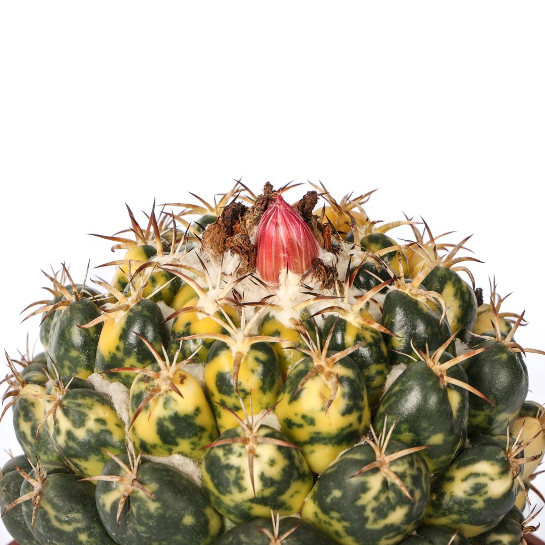Coryphantha elephantidens variegata Ø 18 cm