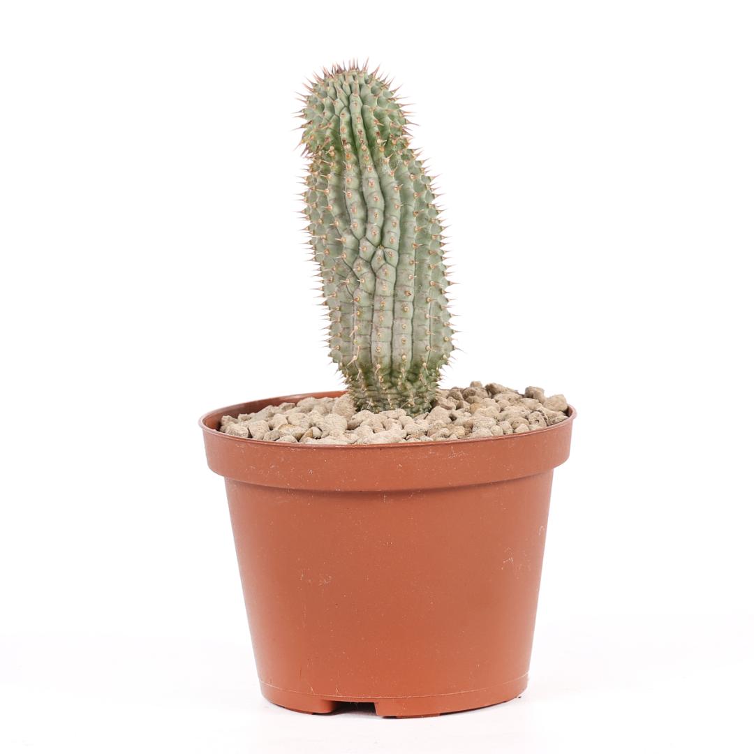 Hoodia gordonii Ø 10,5