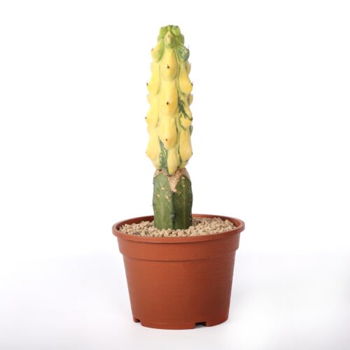 Myrtillocactus Fukurokuryuzinboku variegato Ø 16 cm