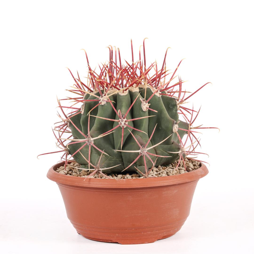 Ferocactus emoryi Ø 25