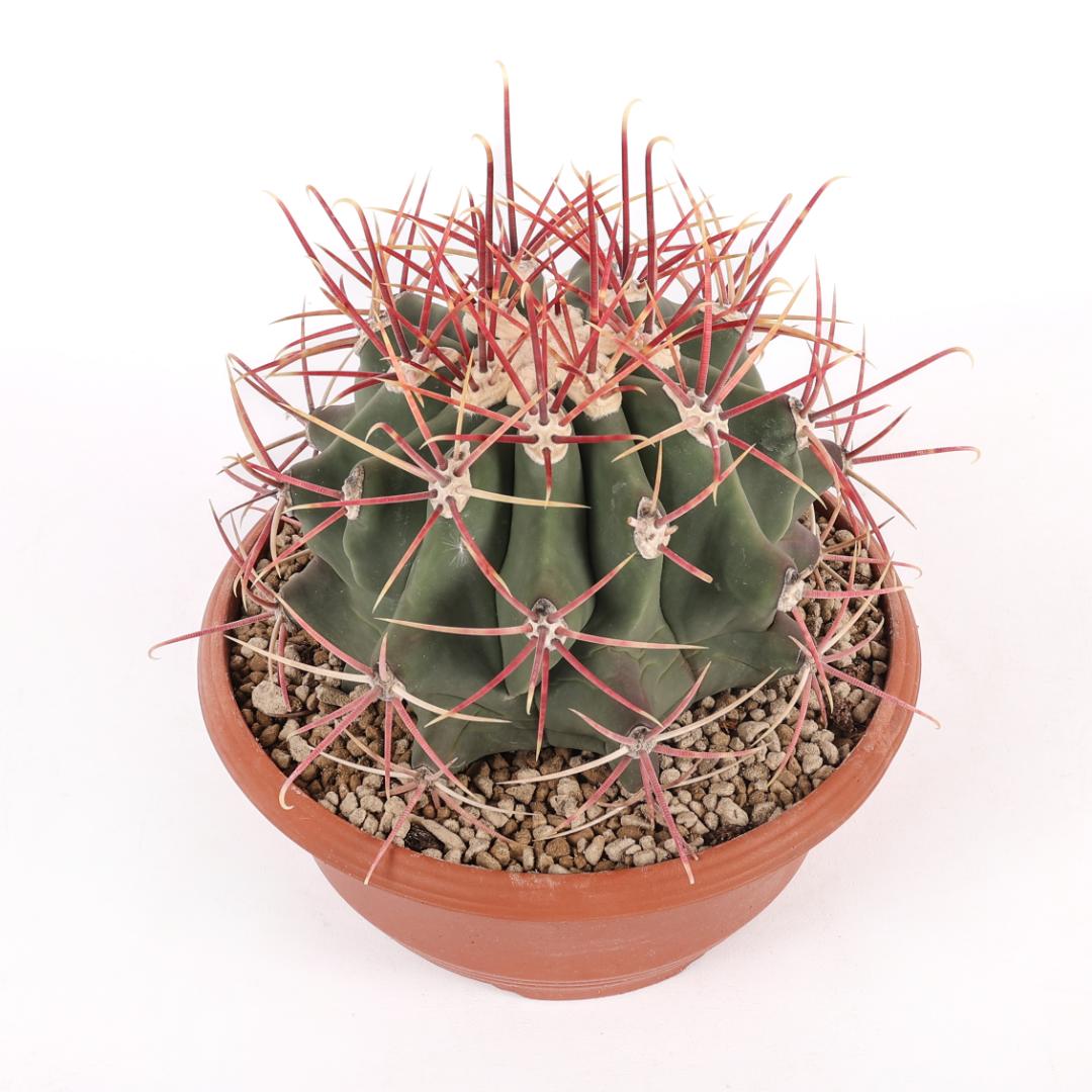 Ferocactus emoryi Ø 25