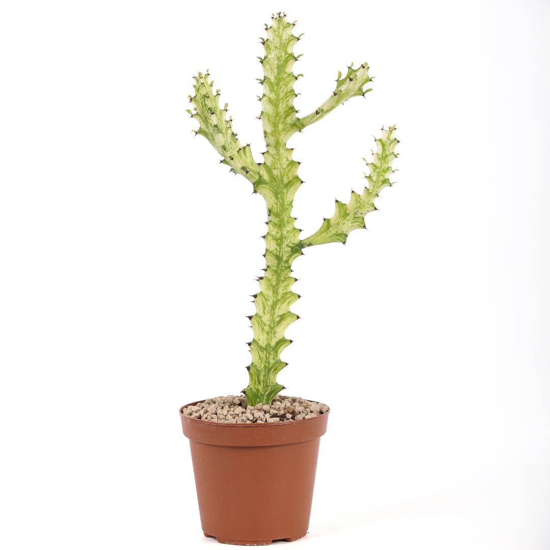 Euphorbia trigona 'Mint cream' Ø 15