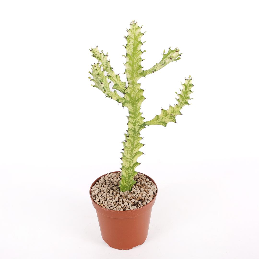Euphorbia trigona 'Mint cream' Ø 15