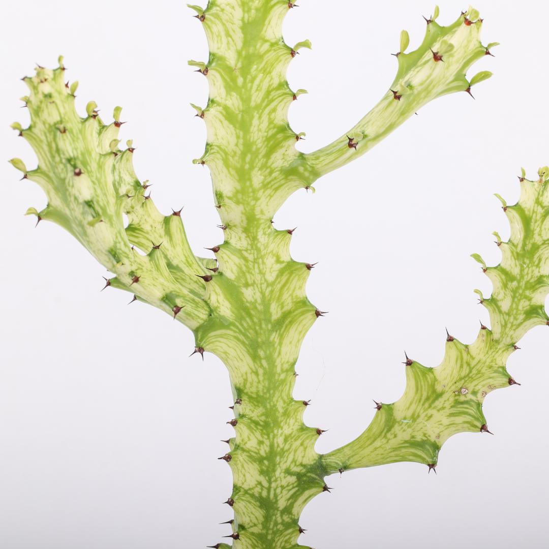 Euphorbia trigona 'Mint cream' Ø 15