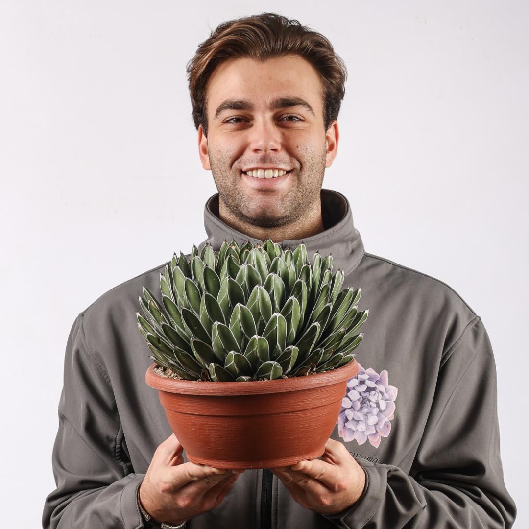Agave victoriae-reginae forma compatta Ø 25