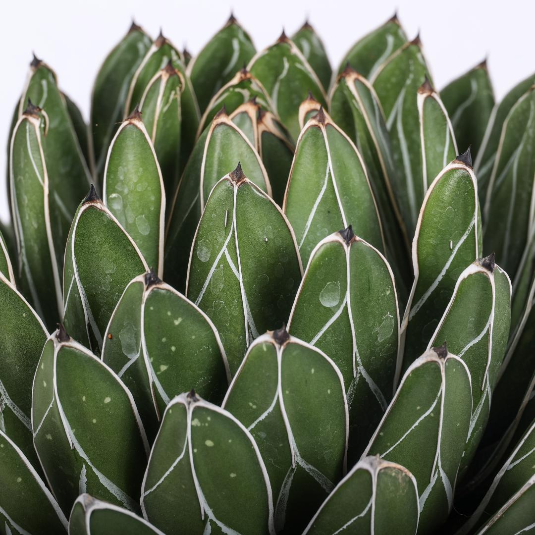 Agave victoriae-reginae forma compatta Ø 25