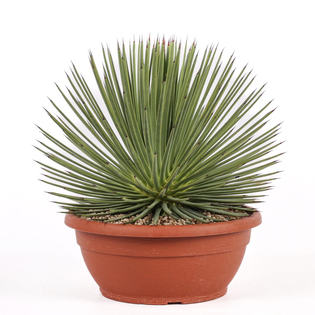 Agave stricta nana Ø 30