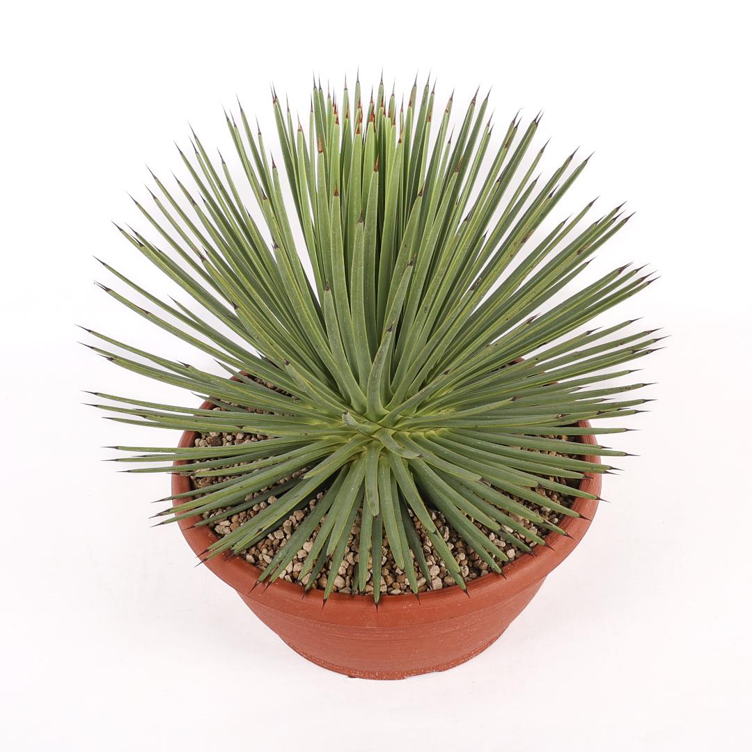Agave stricta nana Ø 30
