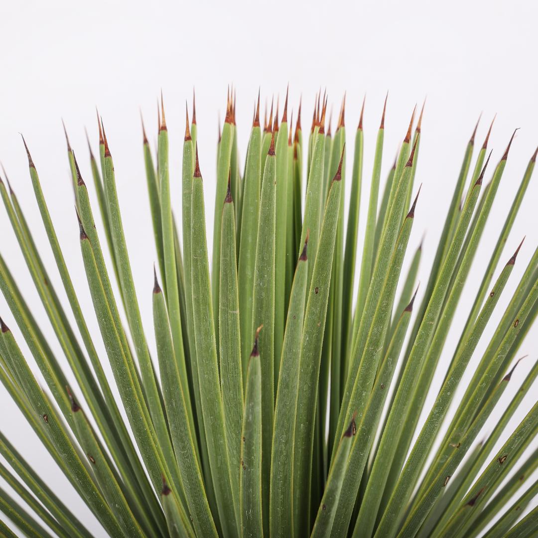 Agave stricta nana Ø 30