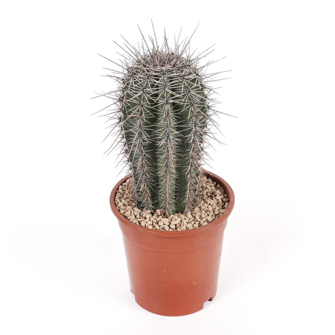 Carnegiea gigantea (Saguaro) Ø 17