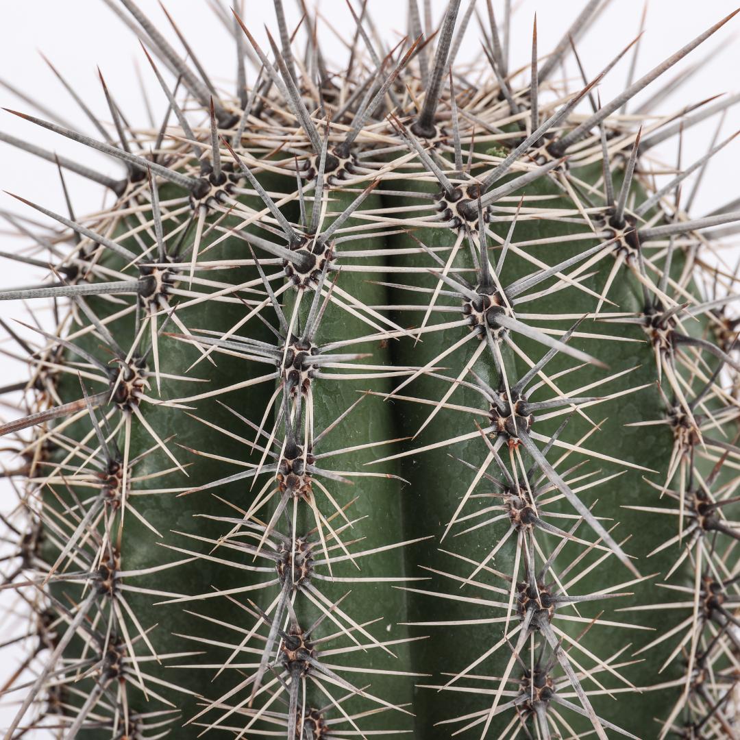 Carnegiea gigantea (Saguaro) Ø 17