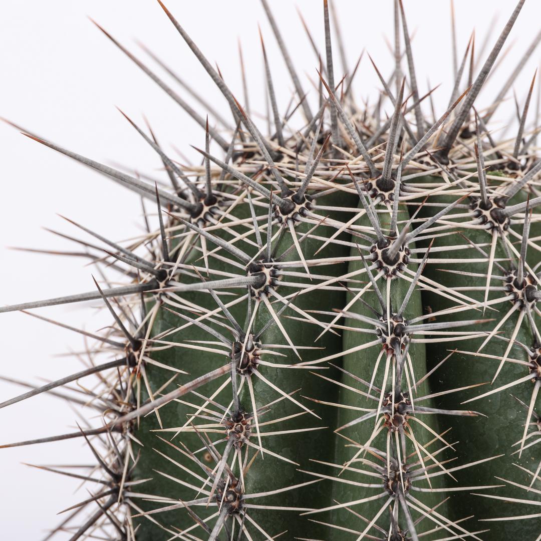 Carnegiea gigantea (Saguaro) Ø 17