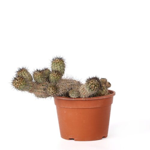 Copiapoa humilis Ø 20 cm