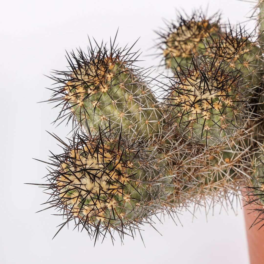 Copiapoa humilis Ø 20 cm