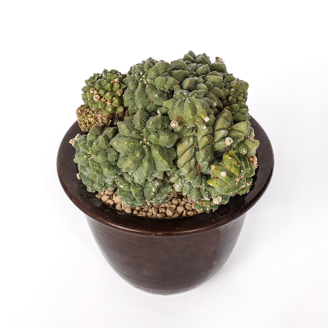 Astrophytum myriostigma cv. ikaryoko Ø 16 cm