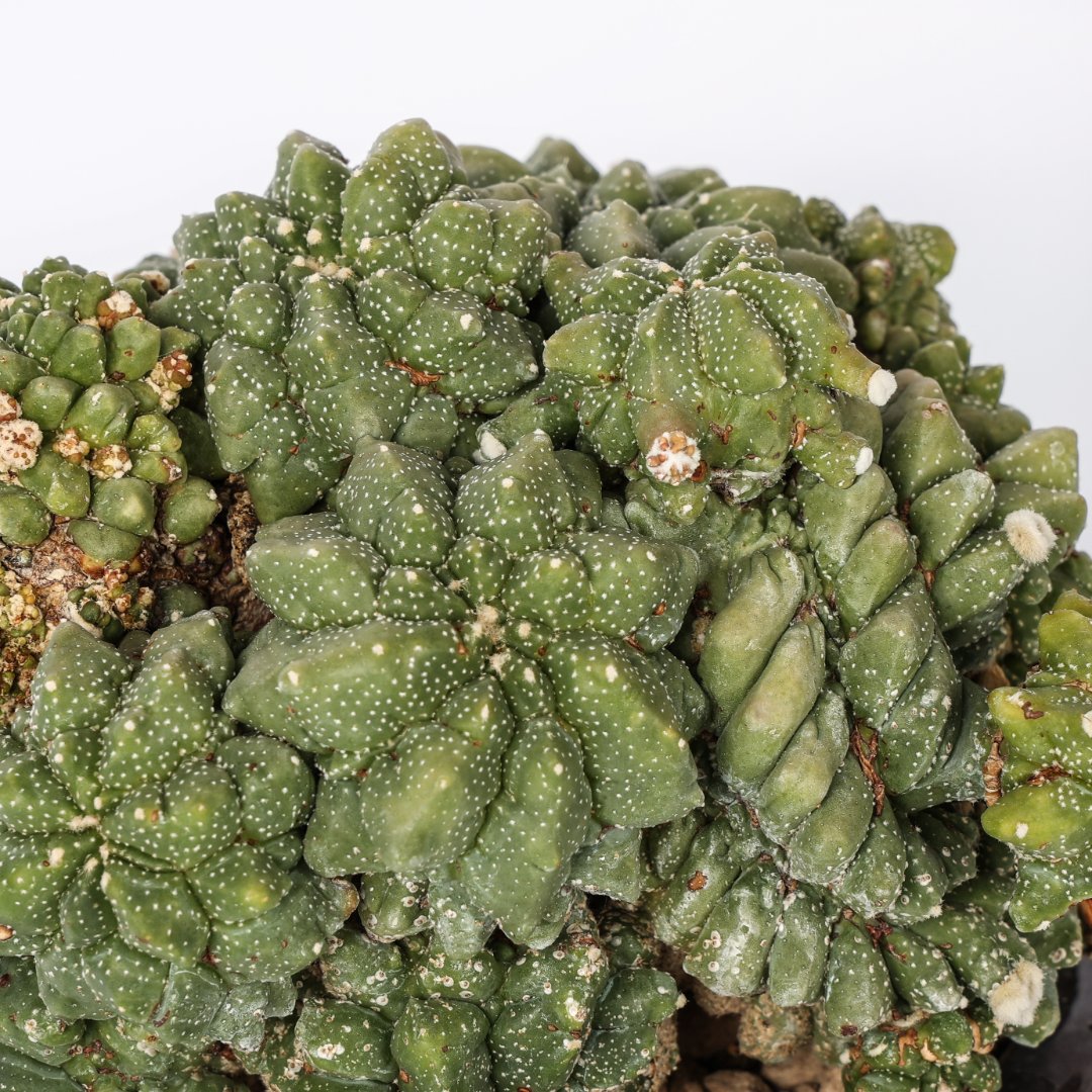 Astrophytum myriostigma cv. ikaryoko Ø 16 cm
