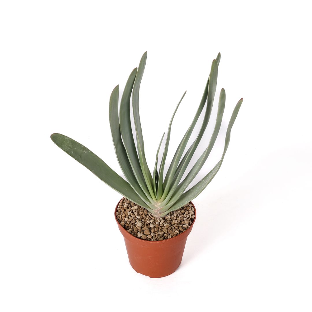 Aloe plicatilis Ø 14 cm