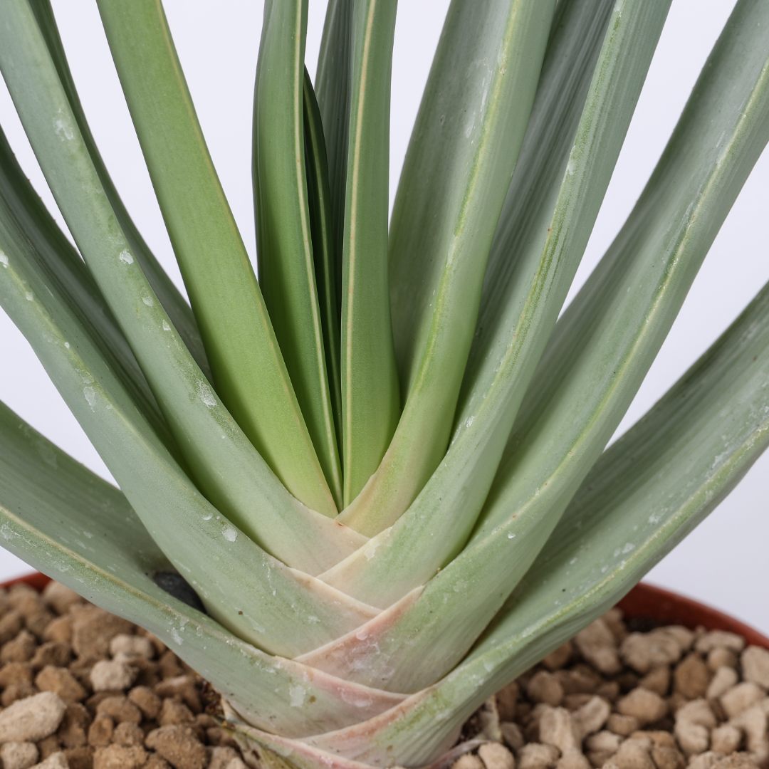 Aloe plicatilis Ø 14 cm
