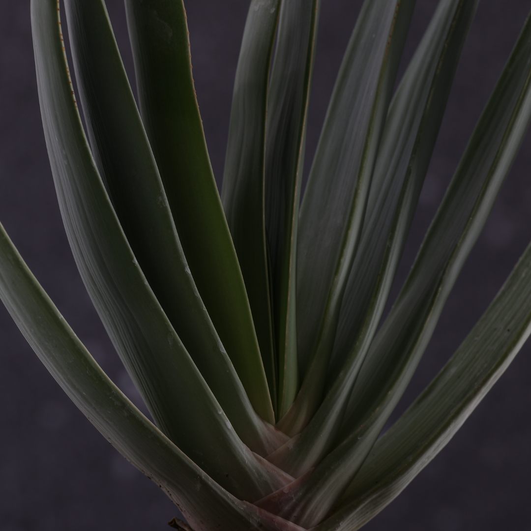 Aloe plicatilis Ø 14 cm