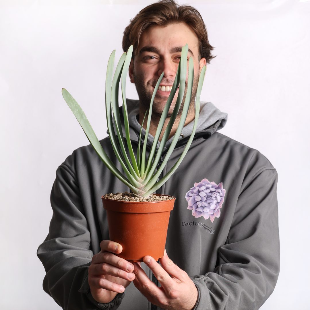 Aloe plicatilis Ø 14 cm