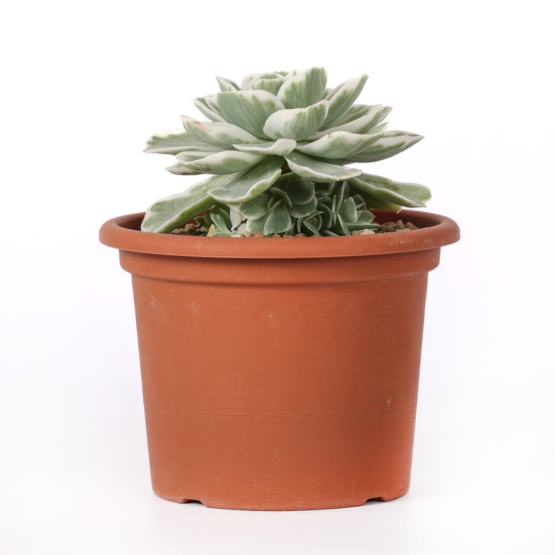Echeveria Lemon Lime variegata Ø 18 cm