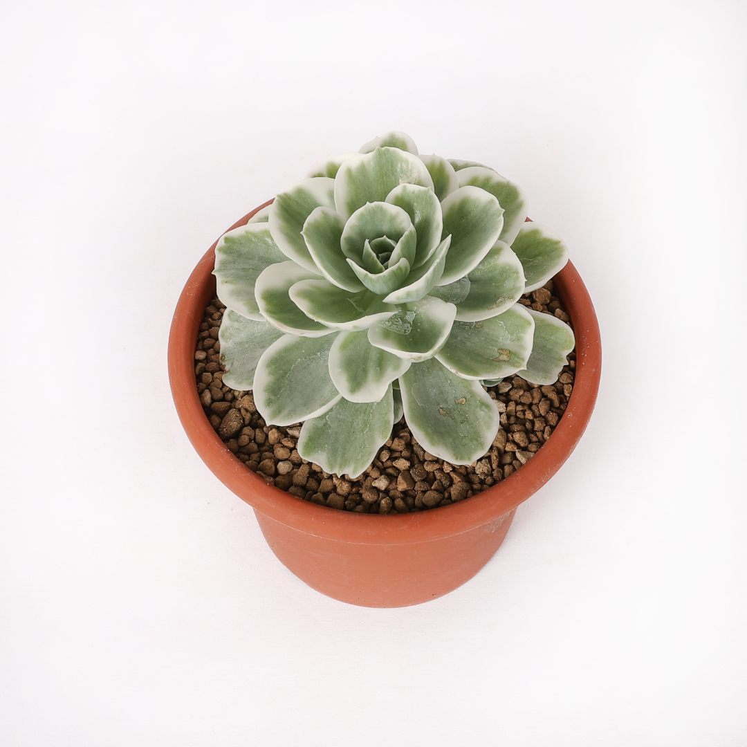 Echeveria Lemon Lime variegata Ø 18 cm