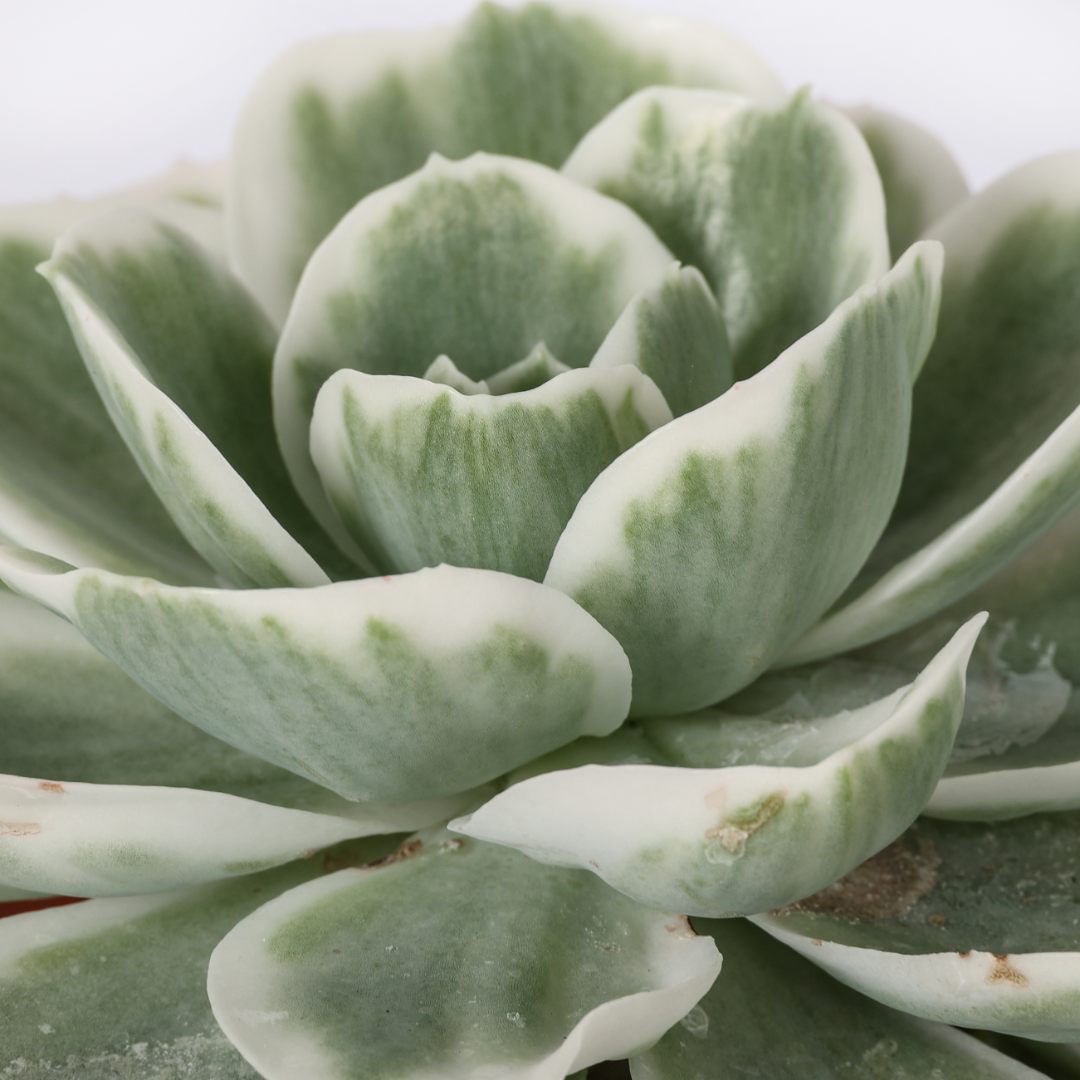 Echeveria Lemon Lime variegata Ø 18 cm