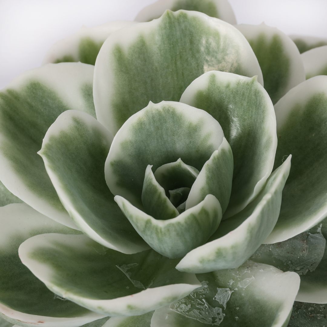 Echeveria Lemon Lime variegata Ø 18 cm