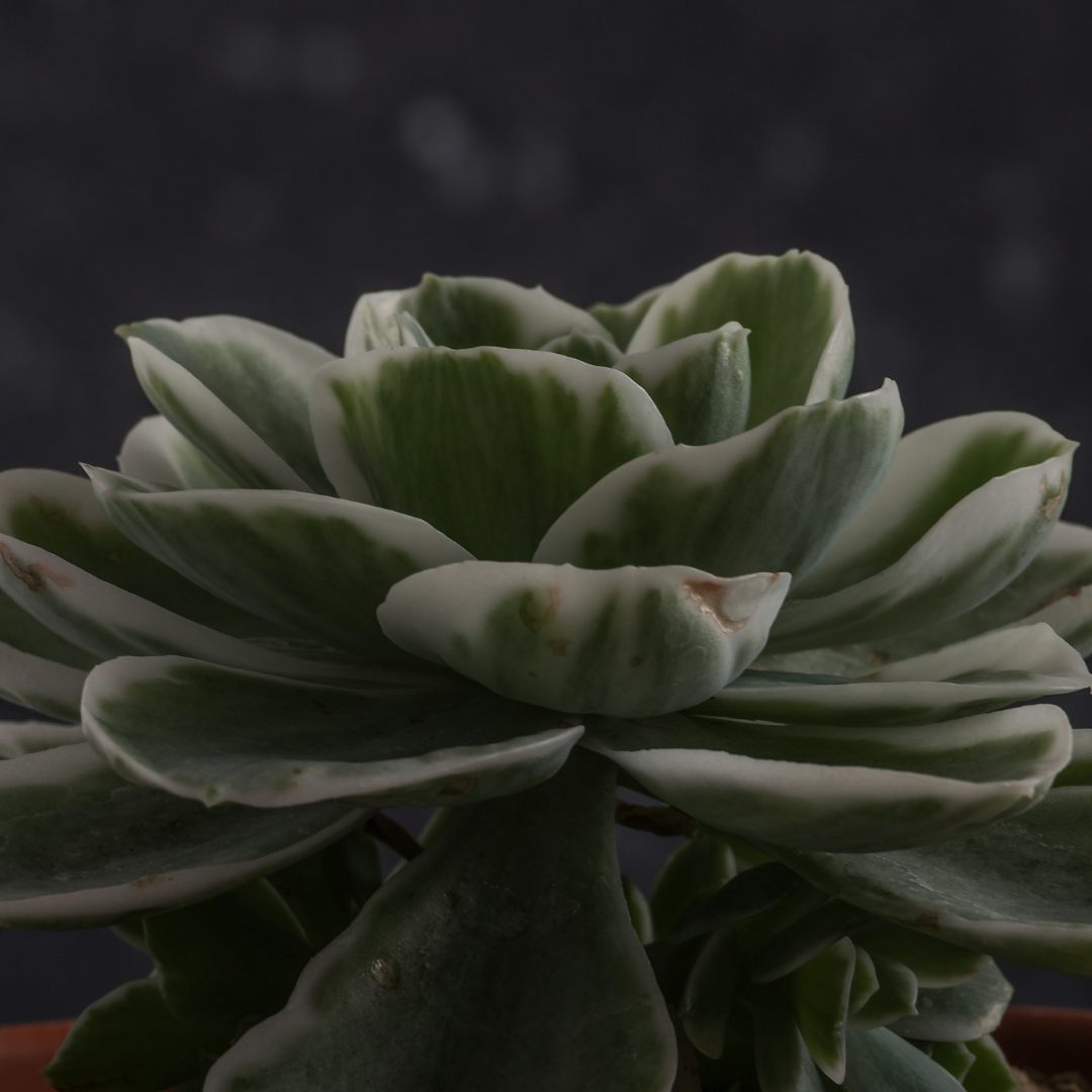 Echeveria Lemon Lime variegata Ø 18 cm