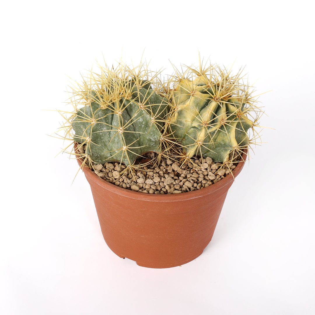 Ferocactus glaucescens variegato Ø 18 cm