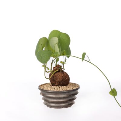 Stephania suberosa Ø 15 cm