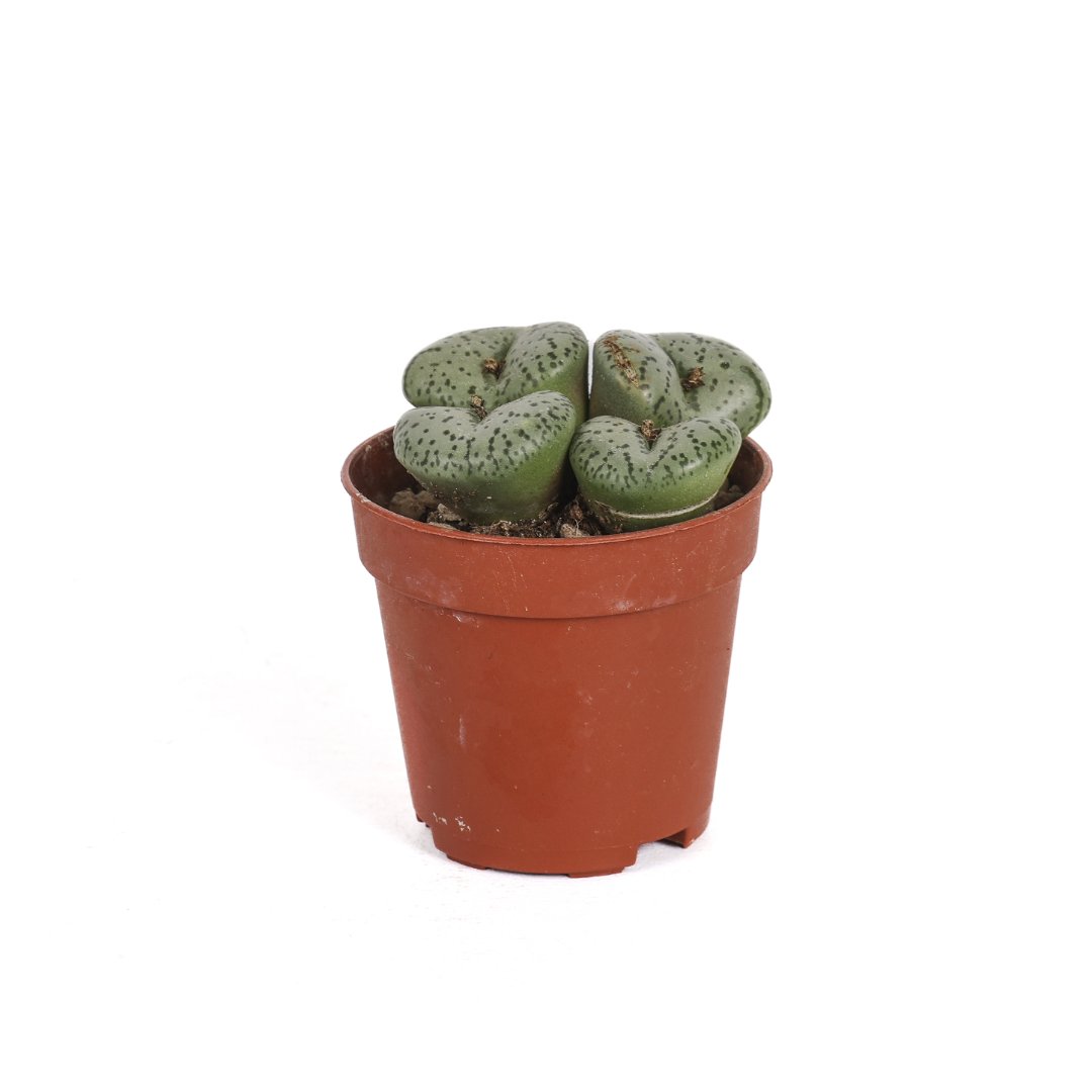Conophytum obcordellum Ø 5,5 cm