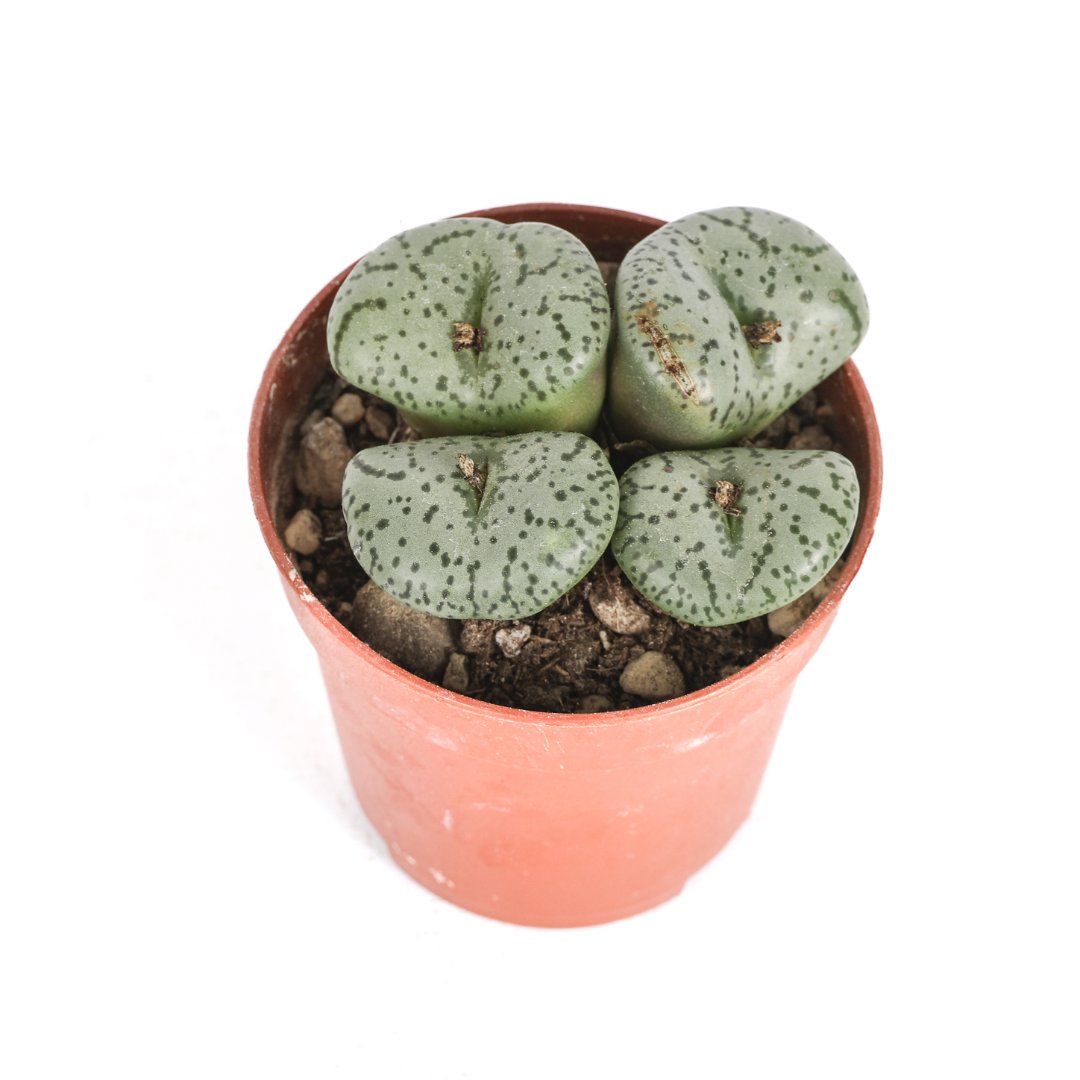 Conophytum obcordellum Ø 5,5 cm